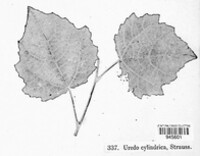 Uredo cylindrica image